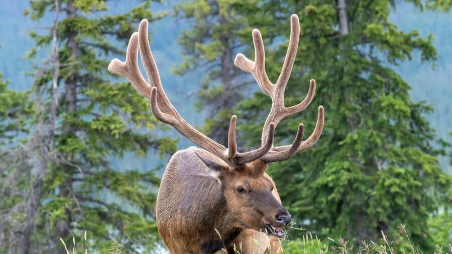 Banff/Canmore Moraine Lake & Lake Louise-Hike/Canoe/Sightsee - How the day flows in that 14-passenger van