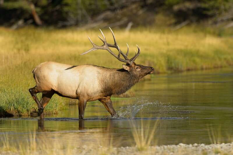 Banff: Wildlife on the Bow River Big Canoe Tour - Key Things to Know Before You Go on the Bow River Big Canoe Wildlife Tour