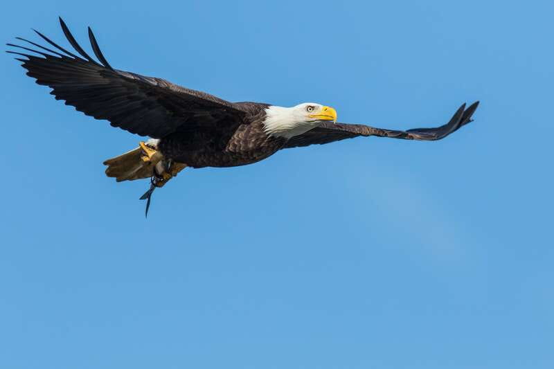 Banff: Wildlife on the Bow River Big Canoe Tour - What to Bring for a Smooth Evening on the Bow