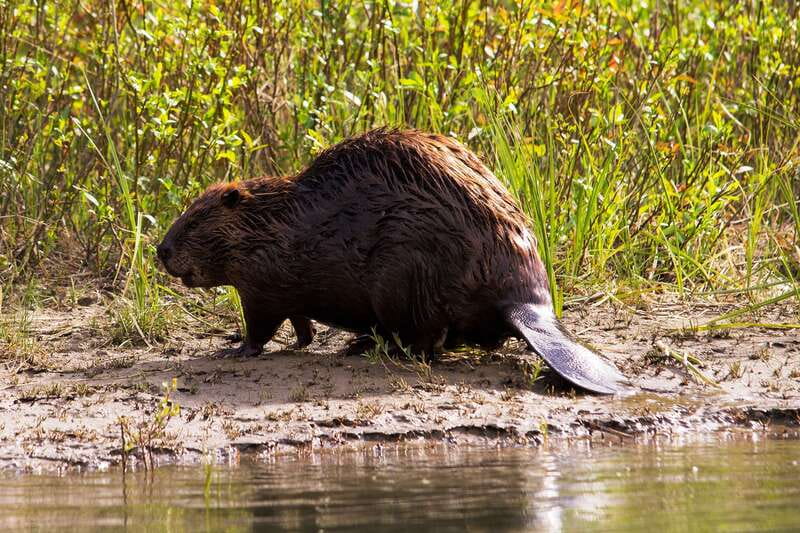 Banff: Wildlife on the Bow River Big Canoe Tour - Should You Book This Bow River Big Canoe Wildlife Tour?