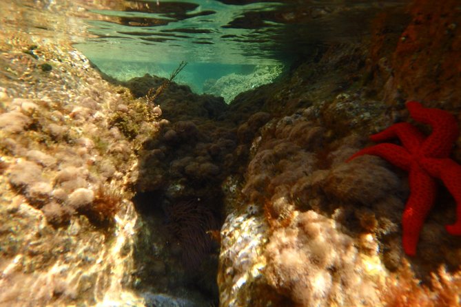 Barcelona Costa Brava Kayak, Snorkel & Cliff Jump Day Tour - Cliff jumping: what to expect and how to stay comfortable