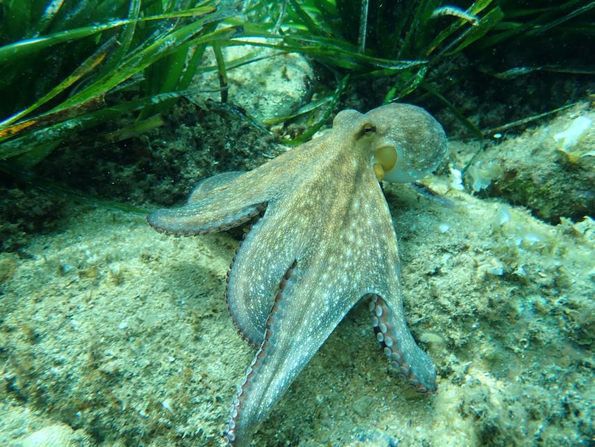 Barcelona: Costa Brava Kayak, Snorkel & Cliff Jump & Lunch - Camino de Ronda time: walking views, swimming, and a pause to breathe