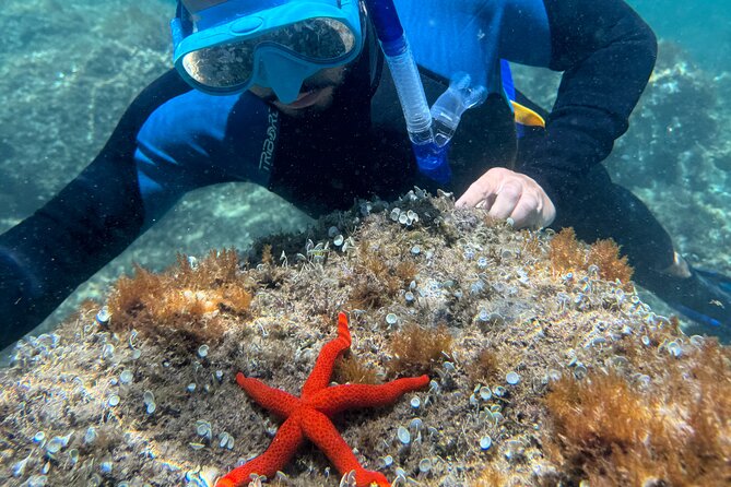 Barcelona Wild Experience: Kayak and Snorkel in Costa Brava - Lunch Outdoors: Local Sandwiches and a Proper Reset