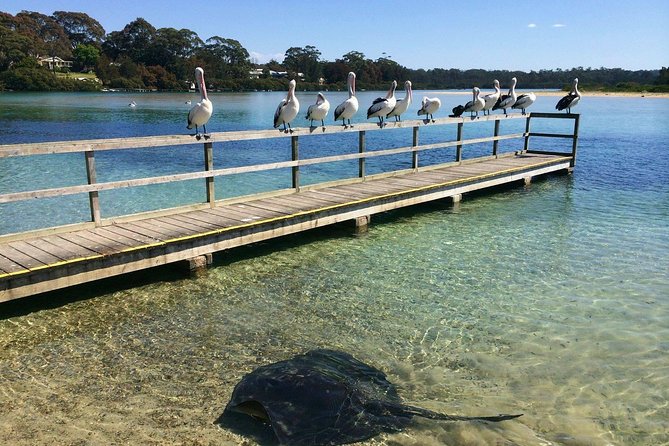 Batemans Bay Oyster Tasting Kayak Tour - Morning vs Afternoon Departure: Which Timing Fits You