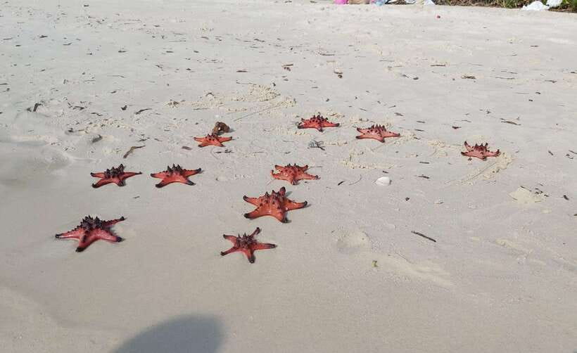 Best Seller Northern Phu Quoc & Kayak Aventure with lunch - Starfish Beach: White Sand Time and the Horned Sea Stars