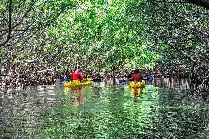 Bio Bay Night Kayak Tour in Fajardo - Paddles in the glow: what to expect from bioluminescence