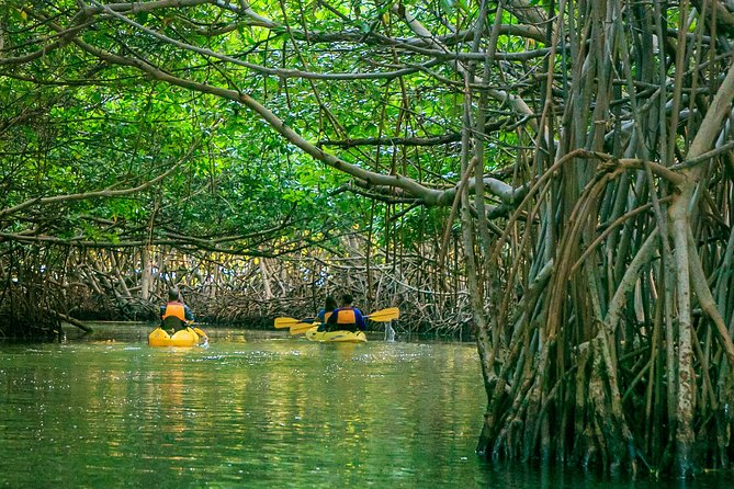 Bio Bay Night Kayaking | Laguna Grande, Fajardo - The Mangrove Paddle: Sunset to Darkness in One Long Row