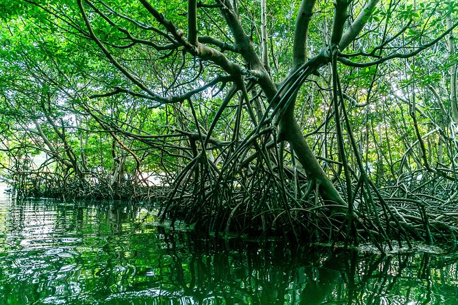 Bio Bay Night Kayaking | Laguna Grande, Fajardo - What to Wear and Bring: Don’t Be the Person Who Didn’t Plan