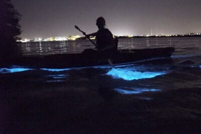 Bioluminescence Kayak Tour - The 2-Hour Paddle: What Happens on the Water