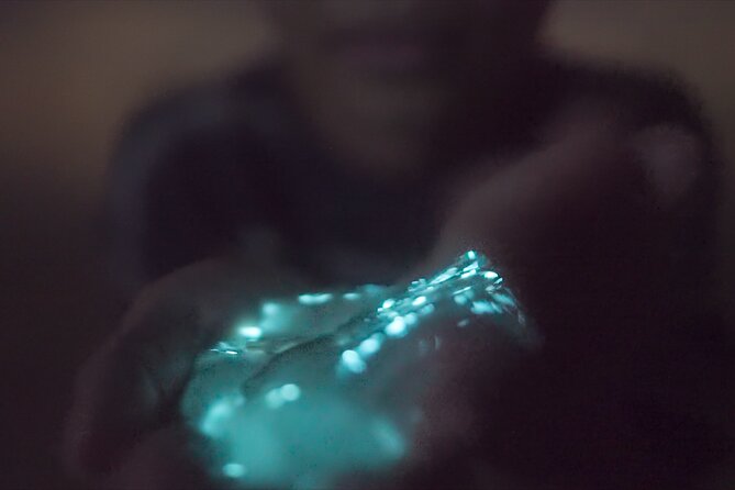 Bioluminescence Kayak Tour - How the Guides Turn Glow Into Meaning