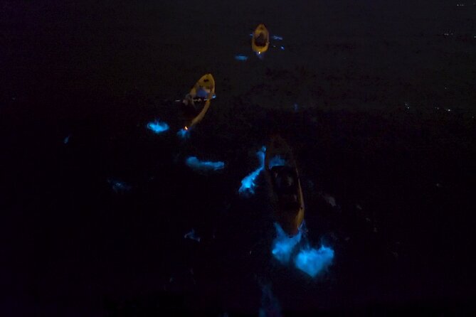 Bioluminescence Kayak Tour - Safety and Comfort: What You Should Expect
