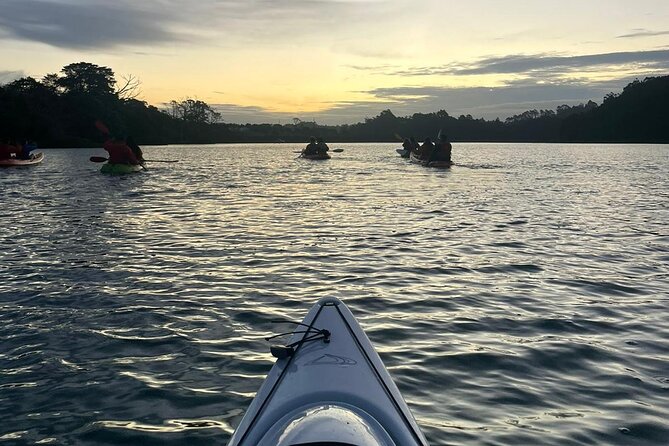 Bioluminescence Kayak Tour - Est. 1994 - Stars, birds, and the sound of the Hauraki Gulf