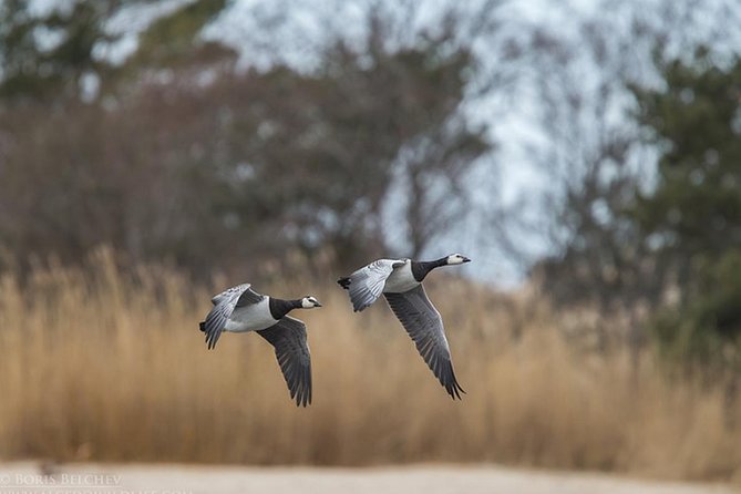 BIRDWATCH - Premium guided canoe tour at Cape Vente, Nemunas Delta Regional Park - Paddle to your first birding push near Wet Weim Adventure