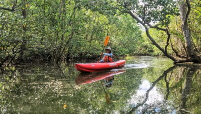 Bohol: SUSTAINABLE Mangrove Tunnels & Firefly Kayaking trail - Day paddling on the Abatan River: mangrove tunnels, wildlife, and real quiet