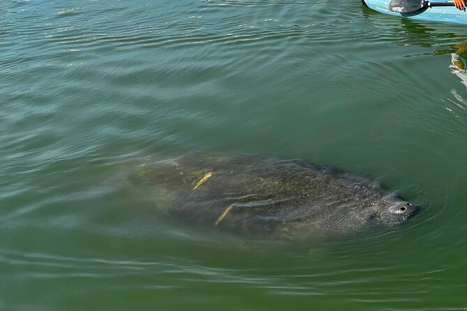 Bonita Springs Eco Kayak Tour – Best Gear, Premium&Clear Kayaks - Big Hickory Island Eco Kayak: What Makes It Worth Your Time