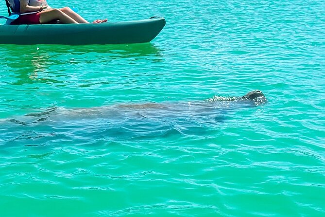 Bonita Springs Eco Kayak Tour – Best Gear, Premium&Clear Kayaks - Route and Stops: Mangrove Tunnels, Inlets, and a Real Beach Break