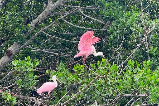Bonita Springs Eco Kayak Tour – Best Gear, Premium&Clear Kayaks - Wildlife Reality Check: Manatees April–October and Dolphins Year-Round