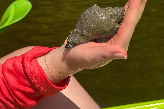 Bonita Springs Eco Kayak Tour – Best Gear, Premium&Clear Kayaks - Photos, Water, and Small-Group Value for $55