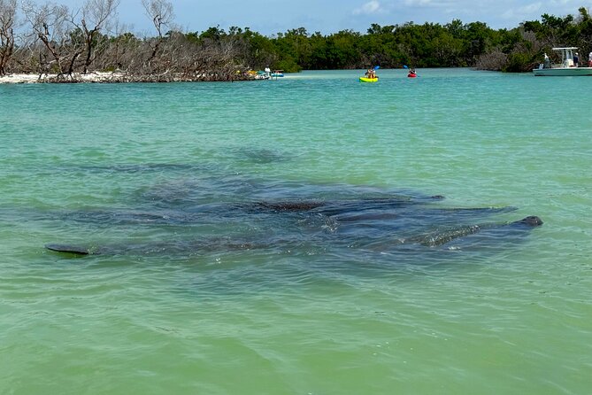 Bonita Springs Eco Kayak Tour – Best Gear, Premium&Clear Kayaks - Timing and Weather: The Day Can Make or Break It