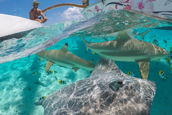 Bora Bora Snorkel Cruise by Polynesian Outrigger Canoe with BBQ Island Lunch - Key Points Before You Go