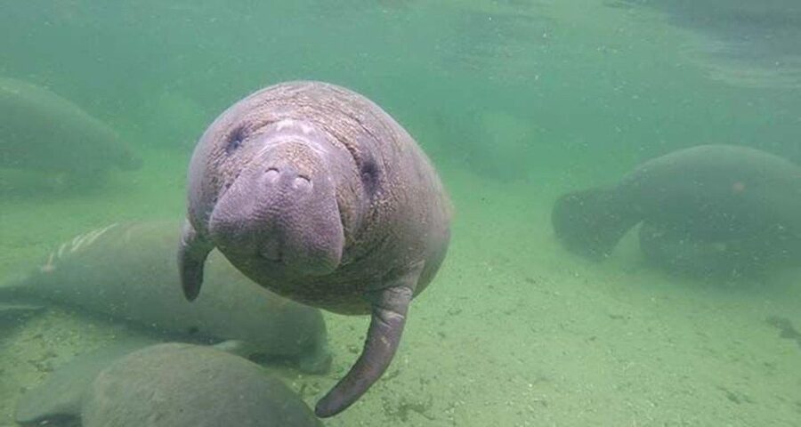 Bradenton: Anna Maria Island Guided Kayaking Manatee Tour - Beaches and sandbars: where the tour turns from paddling into real exploring