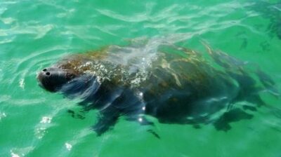 Bradenton: Anna Maria Island Guided Kayaking Manatee Tour - The first paddle: instruction that actually helps once you’re on the water