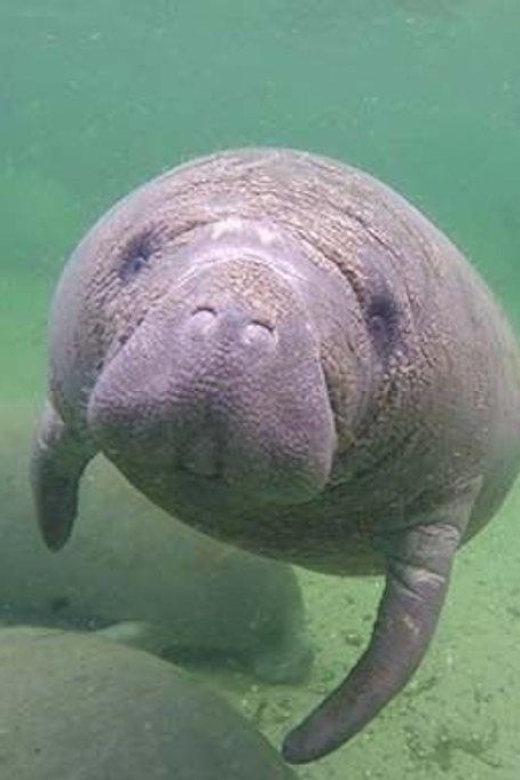 Bradenton: Anna Maria Island Guided Kayaking Manatee Tour - Photos and videos: why that’s more useful than you think