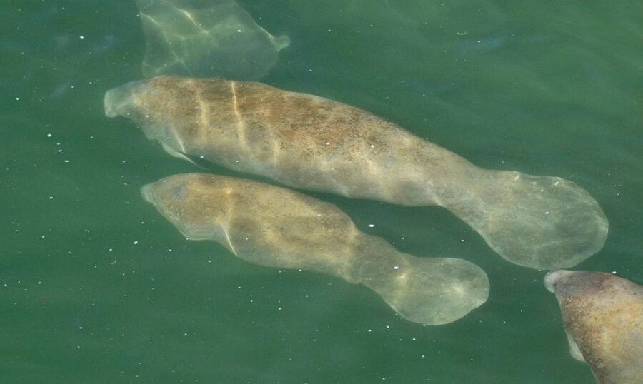 Bradenton: Anna Maria Island Guided Kayaking Manatee Tour - How the 2-hour timing fits a real vacation day