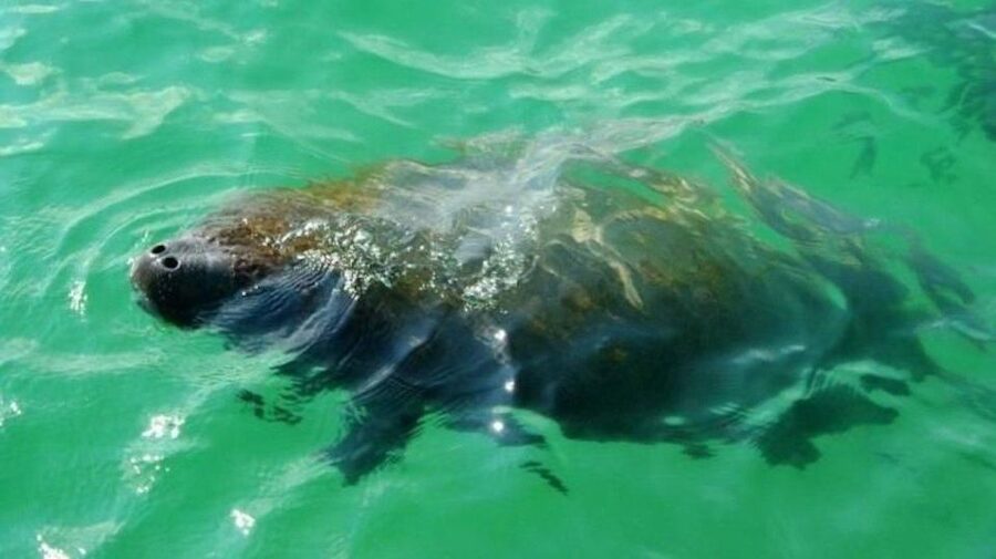 Bradenton: Anna Maria Island Guided Kayaking Manatee Tour - The first paddle: instruction that actually helps once you’re on the water