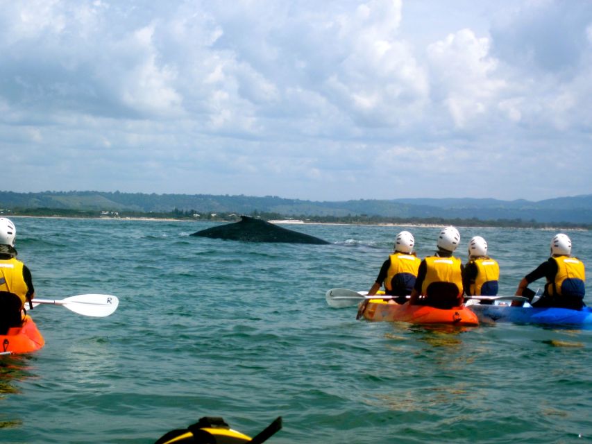 Byron Bay: The Byron Bay Sea Kayak Tour - Wildlife odds: dolphins, turtles, and whales (plus sharks and manta rays)