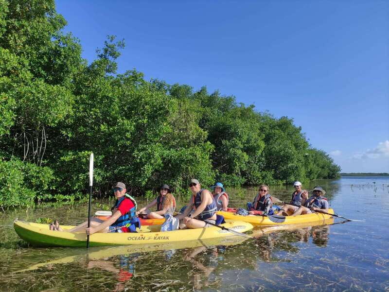 Cancun: Kayaking Tour in Nichupte Lagoon - Wildlife you can actually spot in Nichupte Lagoon (not just admire from afar)