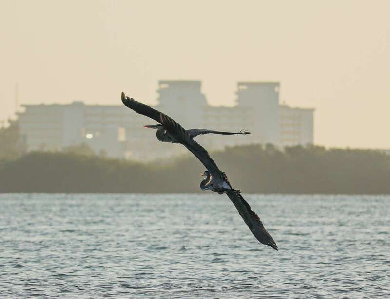 Cancun: Morning Kayak Adventure - Second paddle and wildlife spotting: what to look for in 45 minutes