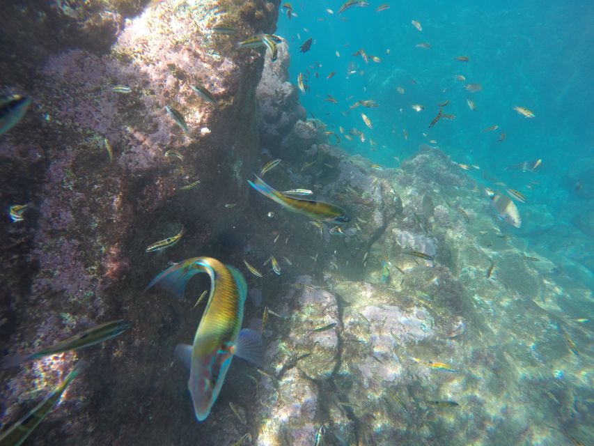 Caniço, Madeira: Marine Reserve Kayak & Snorkelling Tour - What you might see underwater (and how to actually notice it)