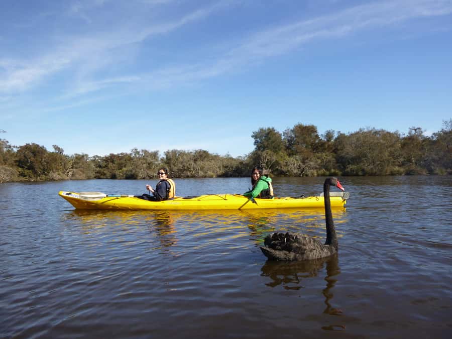 Canning River Half-Day Kayak Wildlife Tour - Getting Set Up: Life Jacket, Quick Lesson, and Friendly Support