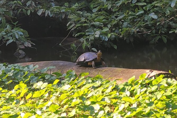 Canoe Boat Tour in Tortuguero Canal - Meeting point and timing: what your 3 hours 30 minutes is for