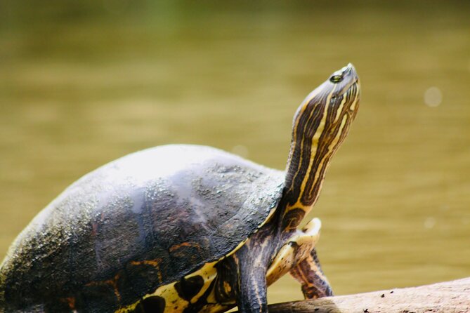 Canoe experience exploring Tortuguero National Park - Quick hits before you go