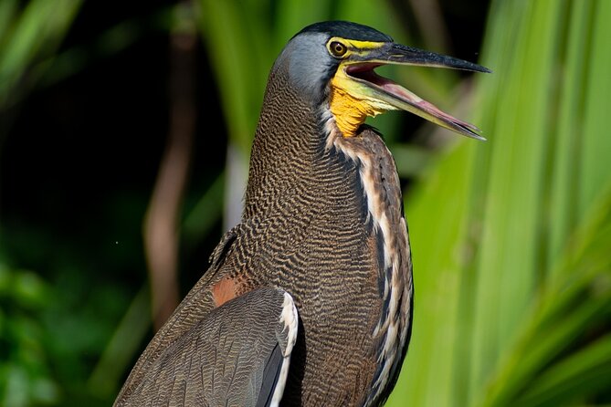 Canoe experience exploring Tortuguero National Park - Tortuguero canals by canoe: what 2 hours 30 minutes is really like