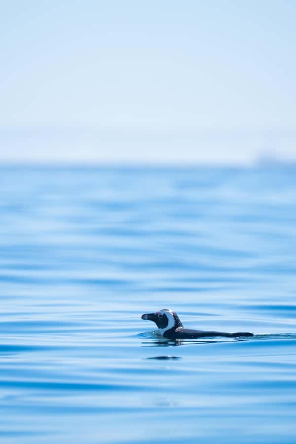 Cape Town: Dolphin & Ocean Wildlife Kayaking Adventure ⚓️ - Wildlife time: what to watch for and what it feels like