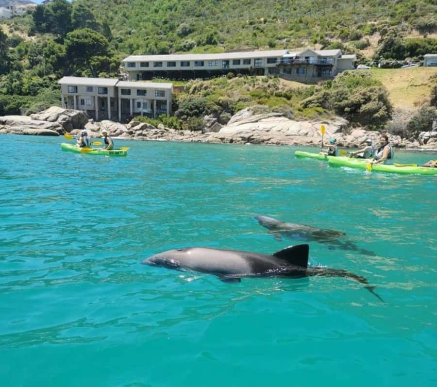 Cape Town: Guided Kayaking in Hout Bay - Finding the meeting point inside Hout Bay Harbour (no stress)