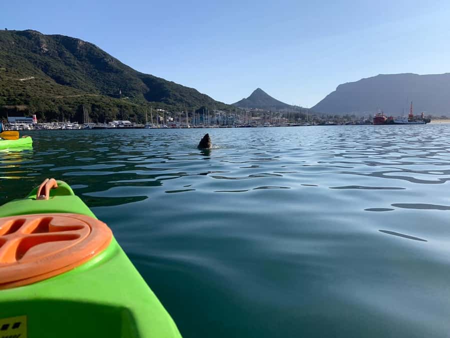 Cape Town: Guided Kayaking in Hout Bay - The 2-hour paddle: what you do once you’re on the water