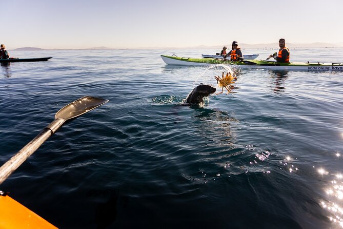 Cape Town Kayak Adventure in Table Mountain Marine Reserve - Wildlife on the Water: Heaviside’s Dolphins and More