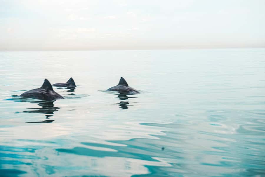 Cape Town: Marine Life Kayak Tour From the V&A Waterfront - Wildlife spotting: dolphins, seals, penguins, whales, and sunfish