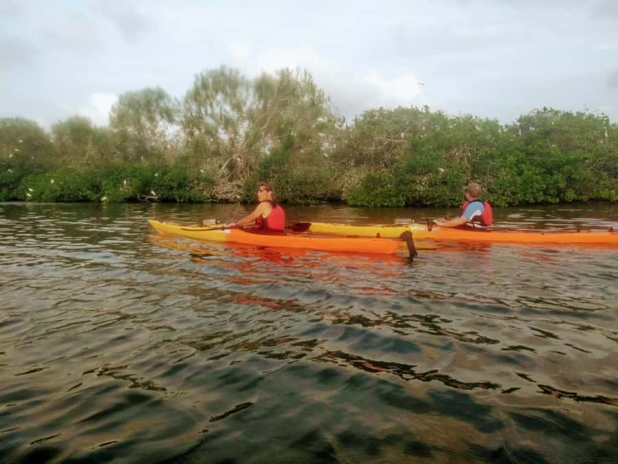 Cartagena: Walled City Kayak Tour - Bird’s Island: the Quiet Nature Stop You’ll Actually Remember