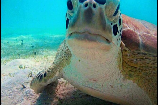 Cas Cay - Kayak Hike and Snorkel Adventure - Price and Logistics: Is $99 Worth It?