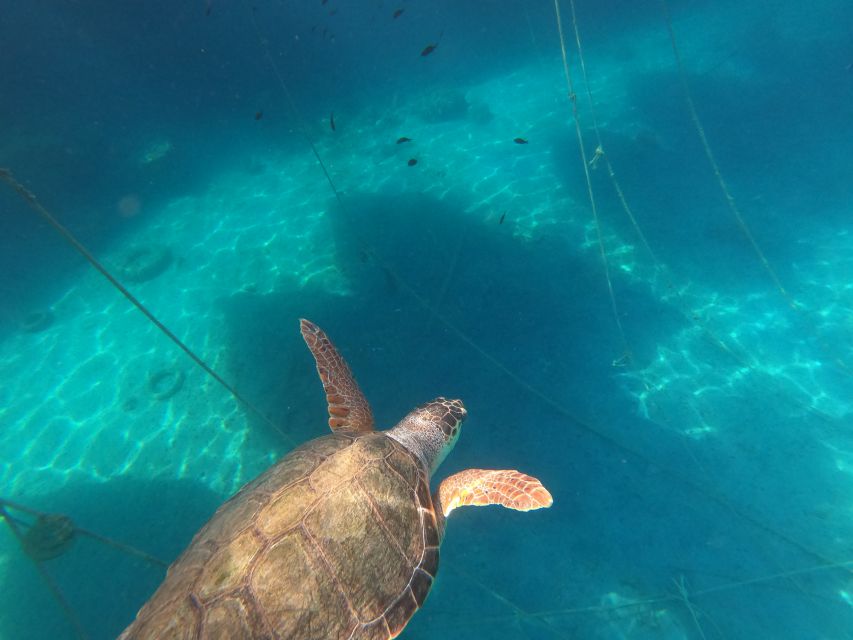 Chania: Stand-Up Paddleboard Small Group Tour - Wildlife sightings and what’s under the surface