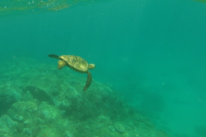 Clear Bottom Kayak - Guaranteed to see Turtles! - What the route really feels like: reefs, caves, and calm stops