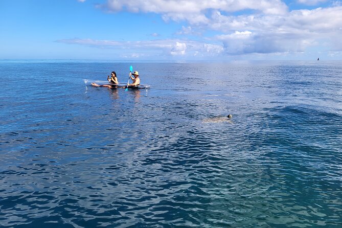 Clear Bottom Kayak - Guaranteed to see Turtles! - Small-group attention: why a cap around 10 matters