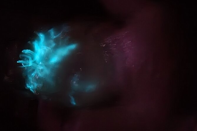 Clear Kayak Bioluminescence Tour - Cocoa Beach - The wildlife add-on: dolphins, stingrays, and crabs in the dark