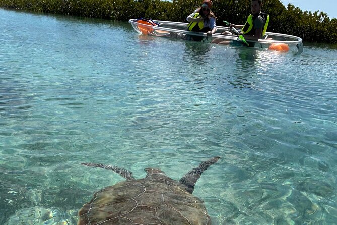 Clear Kayak Eco Tour Explore Mangroves and Meet the Turtles - Key things that make this tour worth your time