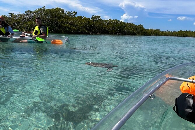 Clear Kayak Eco Tour Explore Mangroves and Meet the Turtles - Clear kayak mangroves on Providenciales: what you’re really buying for